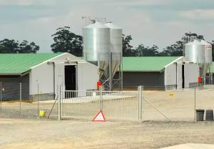 China Easy Install Prefabricated Steel Frame Houses Fully Automated Chicken Farming Equipment factory