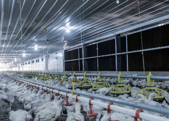 300g Pan Capacity Chicken Farm Equipment 380V 220V Broiler Raising