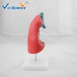 Medical Science Teaching Aids Pvc Human Lungs Model