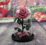 Best Valentines Day Gifts Multiple Colours Preserved Everlasting Real Rose