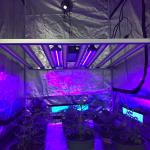 Supplemental 30W UV 365nm 385nm 395nm lED grow light bar For Flowering Stage THC