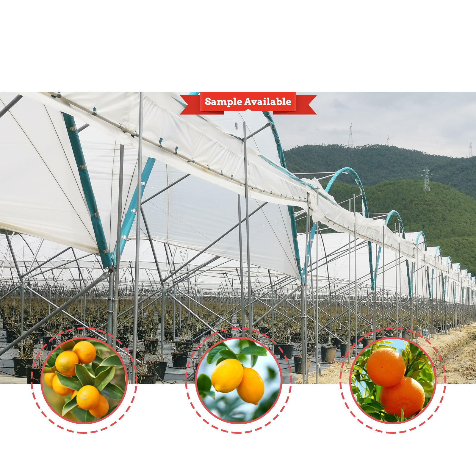 China Multi-Span Rain Shelter Greenhouse with Hot Galvanized Steel Frame PE Film Covering and Customizable Size factory