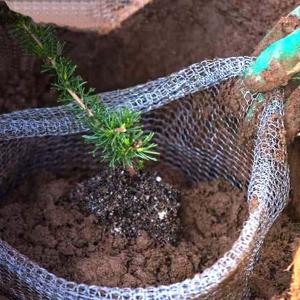 China ISO9001 Root Guard Baskets Stainless Steel Gopher Baskets For Plants factory
