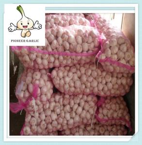 China garlic wholesale garlic price fresh common garlic factory