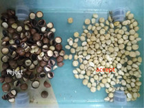 2.5kw Macadamia Nuts Color Sorter 2 Years Warranty with high speed chip