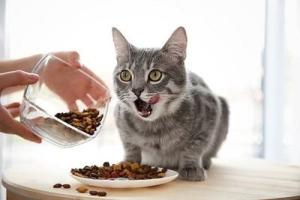 China More Nutritious Cat Food Beef Flavor Healthy Additives To Cat Food HACCP factory