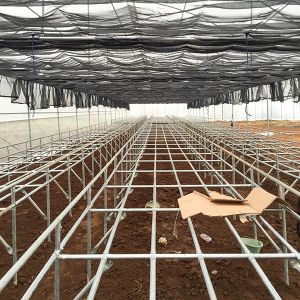 Easy Maintenance Customizable Deep Water Cycle Hydroponics With Water Chiller