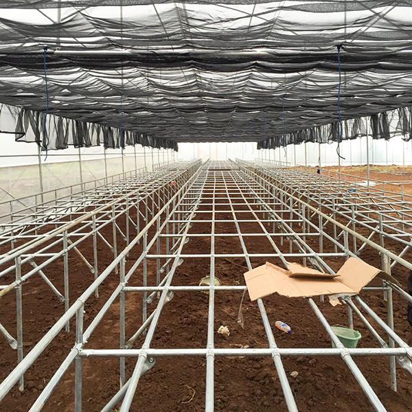 China Easy Maintenance Customizable Deep Water Cycle Hydroponics With Water Chiller factory