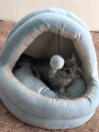 PP Cotton Removable Plush Pet Beds