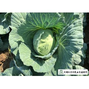 Natural Bright Green Flat Dutch Cabbage , Ball Cabbage Maintaining Enhancing