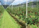 Durable HDPE Plastic Insect Mesh Netting For Crop Damaged Protection