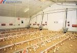 Customized Broiler Chicken Feeding Equipment With Automatic Drinking / Feeding