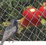 PE Woven Anti Bird Net , Bird Proof Netting 100% New HDPE Material