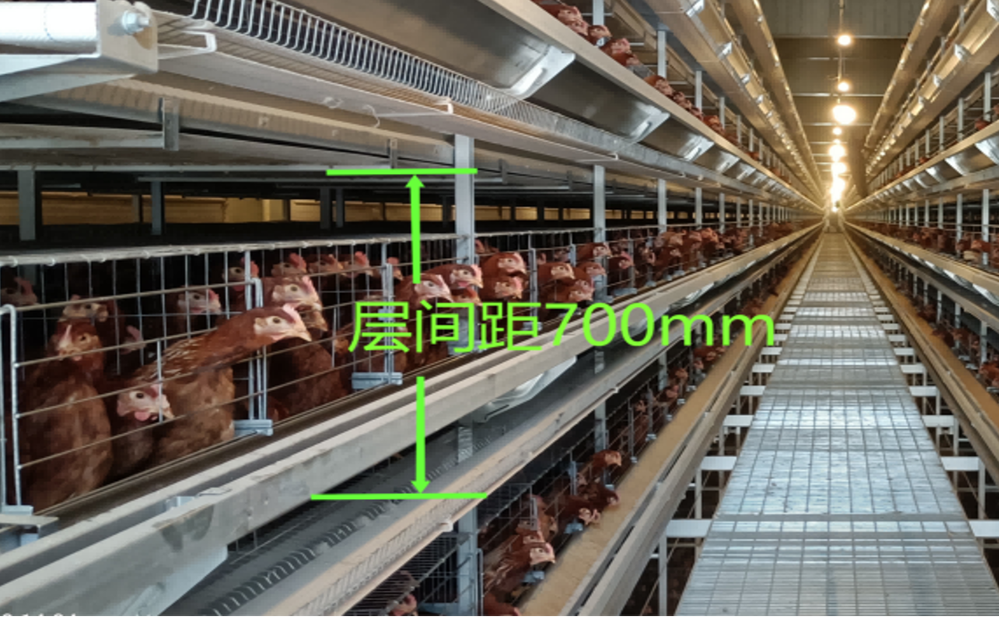 Productive Automatic Layer Chicken Cage System Easy Installation