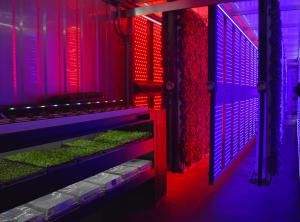 China High Intensity LED Grow Lights White 120° Beam Angle 100W Full Spectrum LED factory