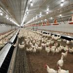 Modern Steel Chicken Farm Building , Light Steel Structure Poultry House