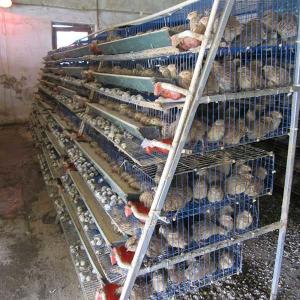China 5 Tier A Typ Quail Cage Q235 Cold Drawn Wire Welding 15 - 20 Years Warranty factory