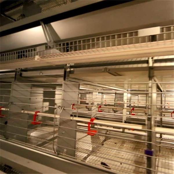 Fireproof Wire Breeding Cages Easy Cleaning 129 Female Chickens / Male Chickens
