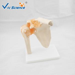 China VIC-109 Medical Anatomical Shoulder Model / Shoulder Joint Model Labeled factory