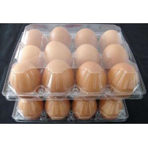 2 compartments clamshell, rectangular eco friendly real manufacturer, pp plastic