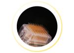 25pins 49pins 81pins insulated microneedle rf/intracel fractional rf microneedle