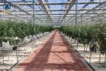 Large Agricultural Multi Span Glass Greenhouse Square Commercial Hydroponic