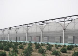 China Anti Wind Climate Control Lettuces Multi Tunnel Greenhouse factory