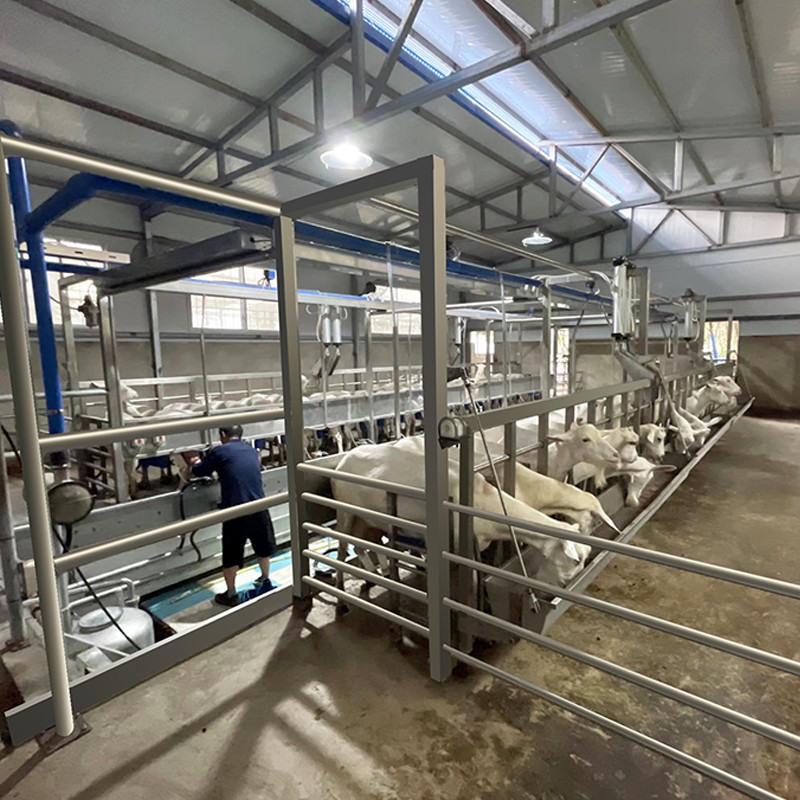 Sheep Parallel Fast Mode Milking Parlor Equipment Easy To Operate