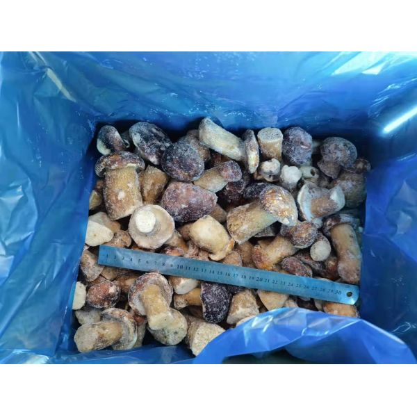 China 2025 New Crop high quality frozen Boletus Edulis Mushrooms factory