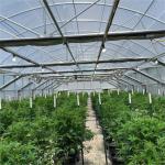 Plastic Film Tunnel Agriculture Automated Medical Growing Greenhouse With
