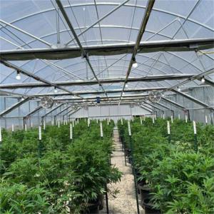 China 100% Shading Black Out Greenhouse Fully Automated Hydroponic Polytunnel Light Deprivation Greenhouse With Ridge Vents factory