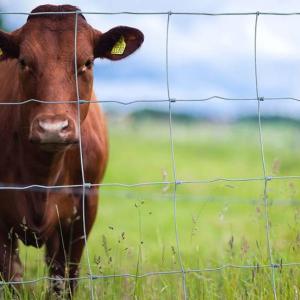 China 10-200m Length Cattle Field Fence Galvanized Iron Wire High Strength factory