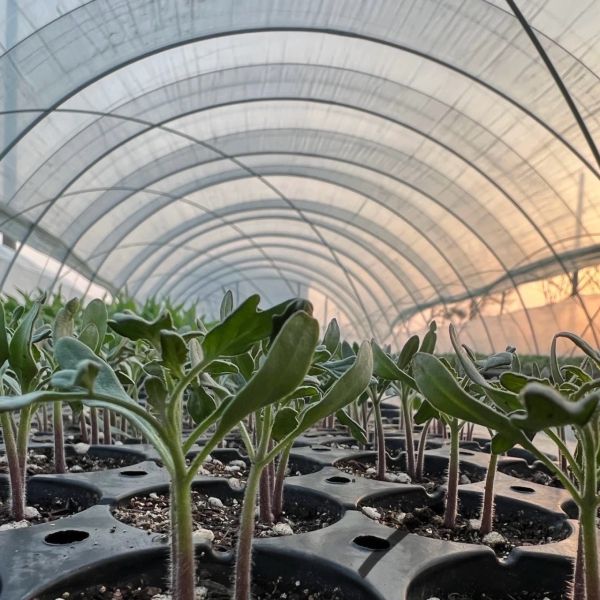 China Package Size 50.00cm * 60.00cm * 50.00cm Tunnel Greenhouse for Agriculture and Vegetables factory