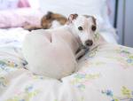 High Fill Power Household Duvets