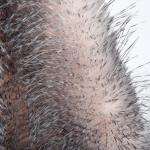 Customized Color 100% Polyester Long Fur The Top Choice for Clothing in 2023