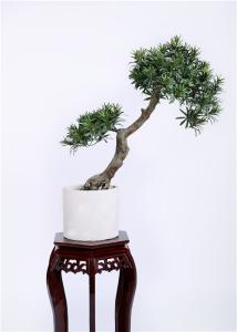 China High Imitation Bonsai Pine Tree 80cm UV Resistance Unprecedented Authenticity factory
