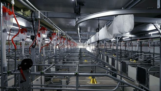 High Durability Livestock Farm Equipment With Automatic Drinking System