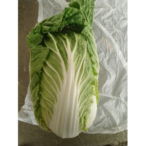 China Eco Friendly Pointed Head Cabbage / Good Taste Chinese Flat Cabbage on sale
