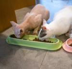 ABS Anti Skid Extended Pet Food Dishes For Puppy Large Dog