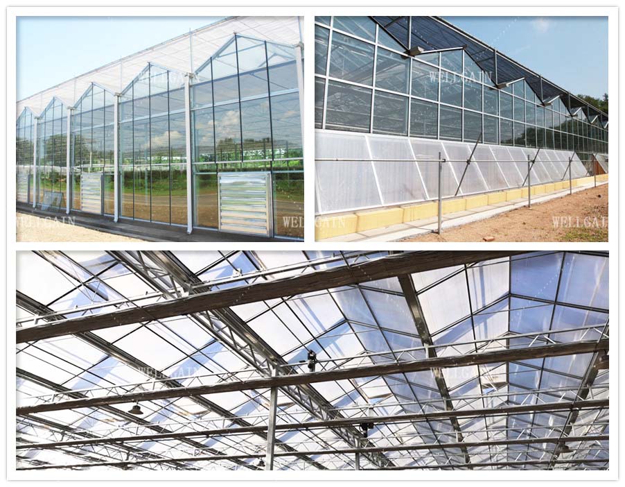 Large Size Glass Multi Span Greenhouse Structure Agricultural Tomato Farming Greenhouse