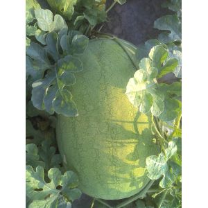 Light green rind Organic Watermelon Seeds with netted stripes
