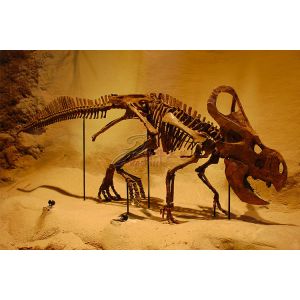 Customized Complete Dinosaur Fossil Life Size For Indoor Exhibition