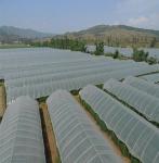 Virgin HDPE Anti Insect Netting 110 Gsm Weight 8 Meters 3 - 10 Yeares Using Life