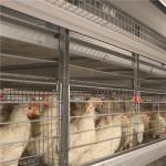 Custom Logo 160 birds / set Layer Chicken Cage For Poultry Factory