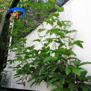 China YT Stainless Steel Wire Rope Mesh Ferruled Type / Knotted Type For Green Plants factory