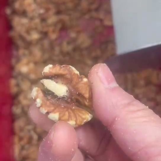 Walnut Kernel Sorting Machine With Smart Dual-Camera Scanning AI-Powered Deep