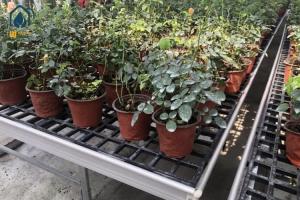 China Durable Flat Panel Greenhouse Bench Trays Seedbed With UV Protected Grow Tables factory