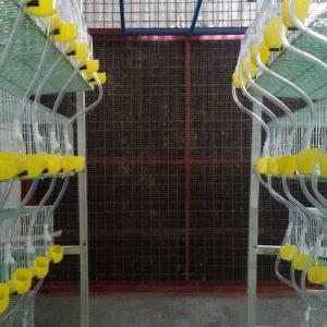 China Anti Corrosion Quail Cage Hot Dip Galvanized Coating Working Labor Saving factory