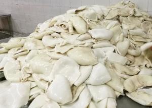 China frozen equator Squid 1000g 2000g Size factory