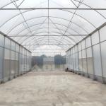 Galvanized Steel Pipe Frame Tunnel Greenhouse for Vegetables and Fruits